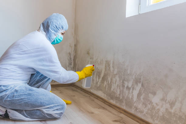 Licensed Mold Testing service in Commerce City, CO - WQB Mold Removal